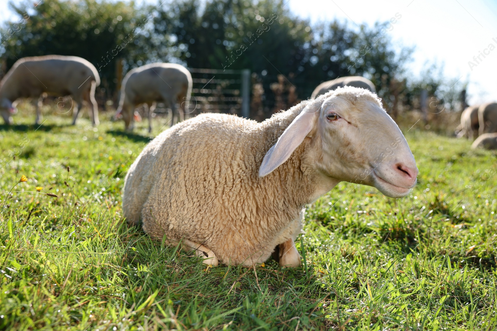 Photo of Cute sheep grazing outdoors on sunny day. Farm animals