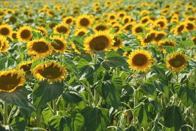 Photo of Beautiful blooming sunflowers in field on summer day