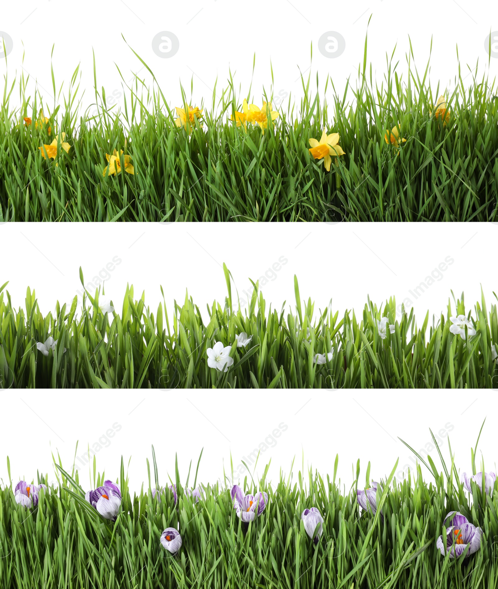 Image of Collage of fresh green grass with flowers on white background. Spring season