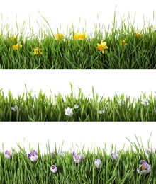 Image of Collage of fresh green grass with flowers on white background. Spring season