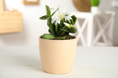 Photo of Beautiful blooming Schlumbergera (Christmas or Thanksgiving cactus) on white table indoors