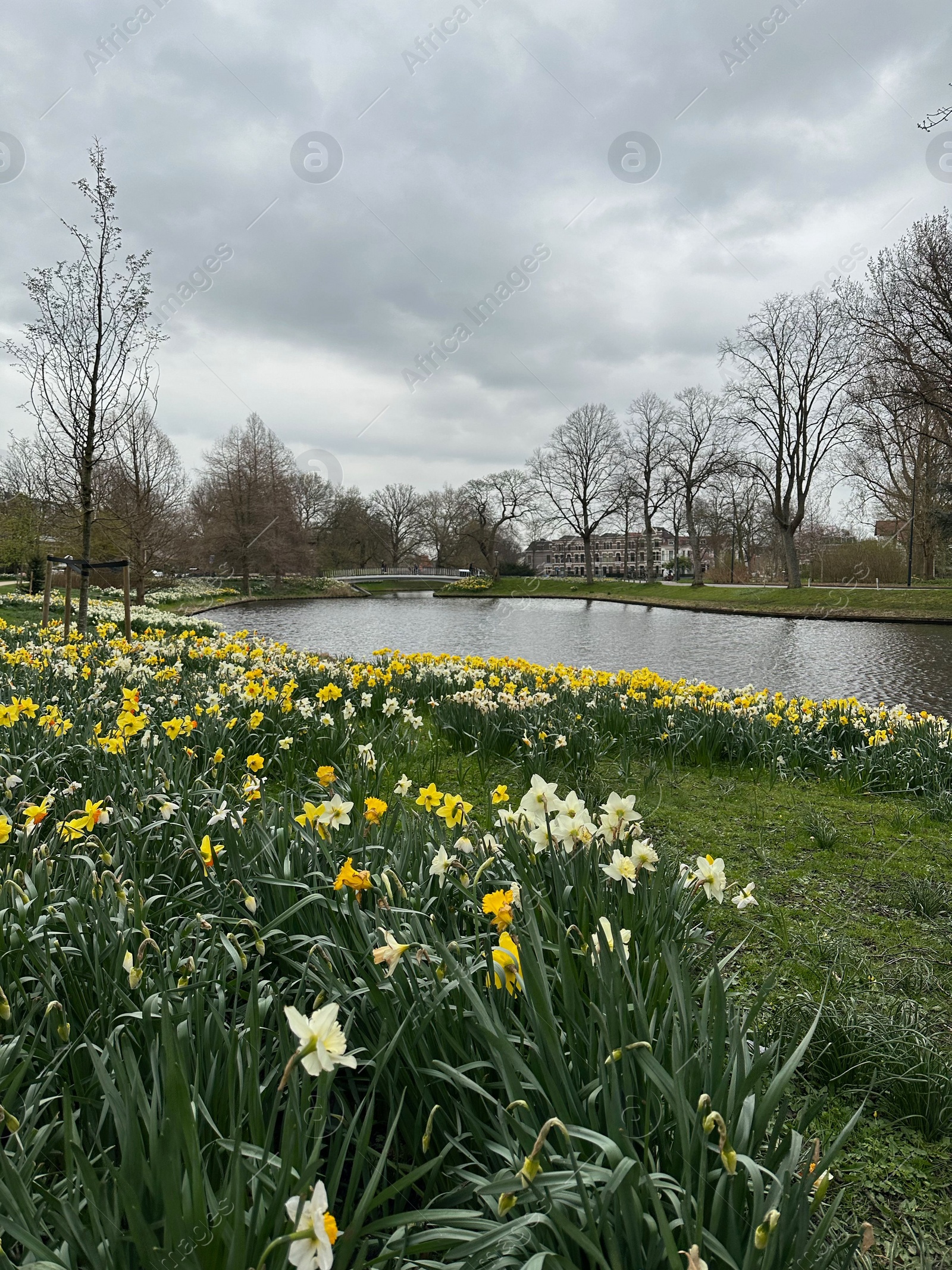 Photo of Beautiful view of daffodil flowers growing near river outdoors