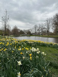 Photo of Beautiful view of daffodil flowers growing near river outdoors