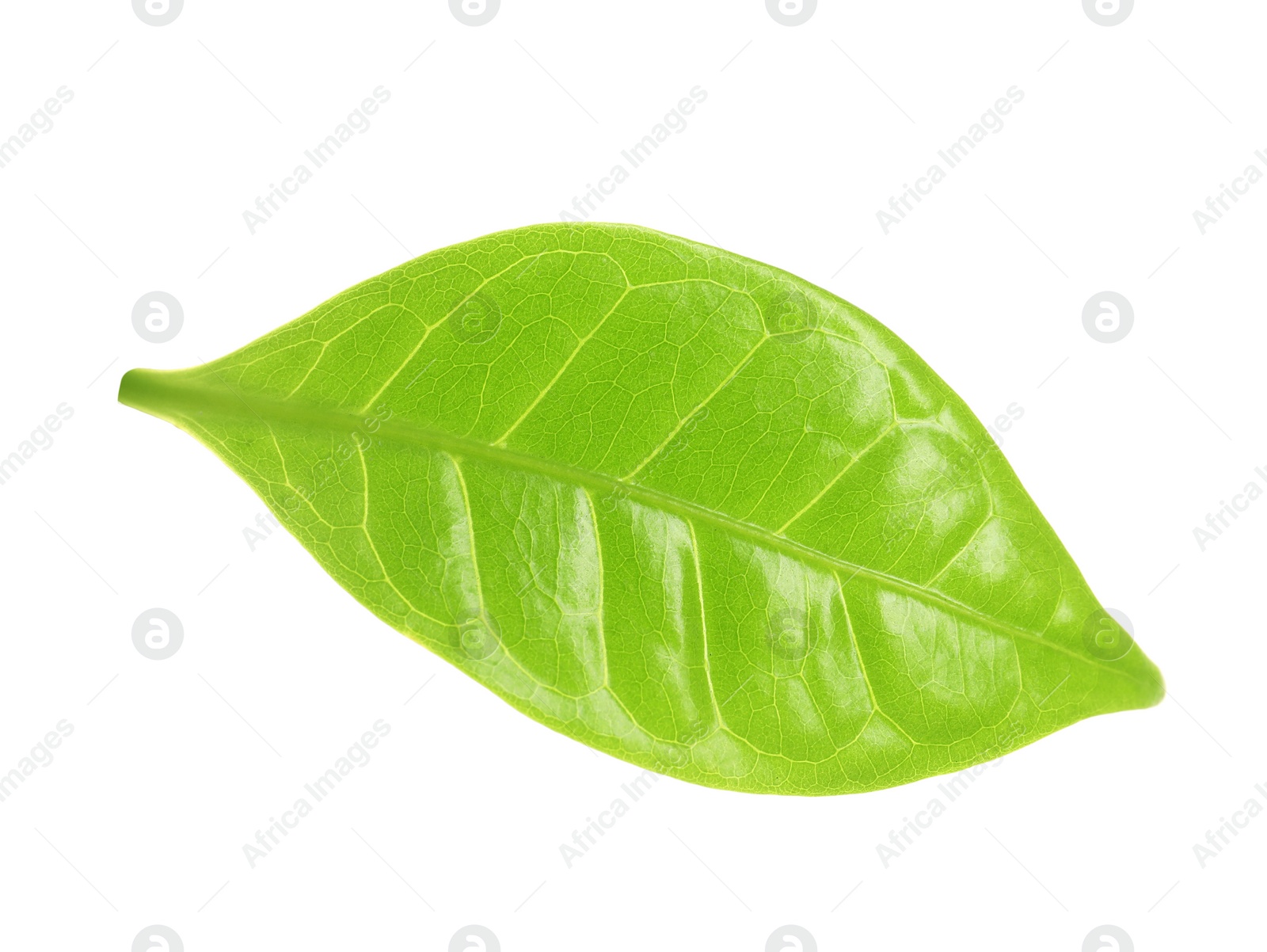 Photo of Fresh green coffee leaf isolated on white