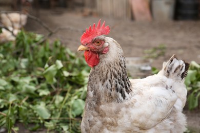 Photo of Beautiful white hen in farmyard, closeup. Free range chicken