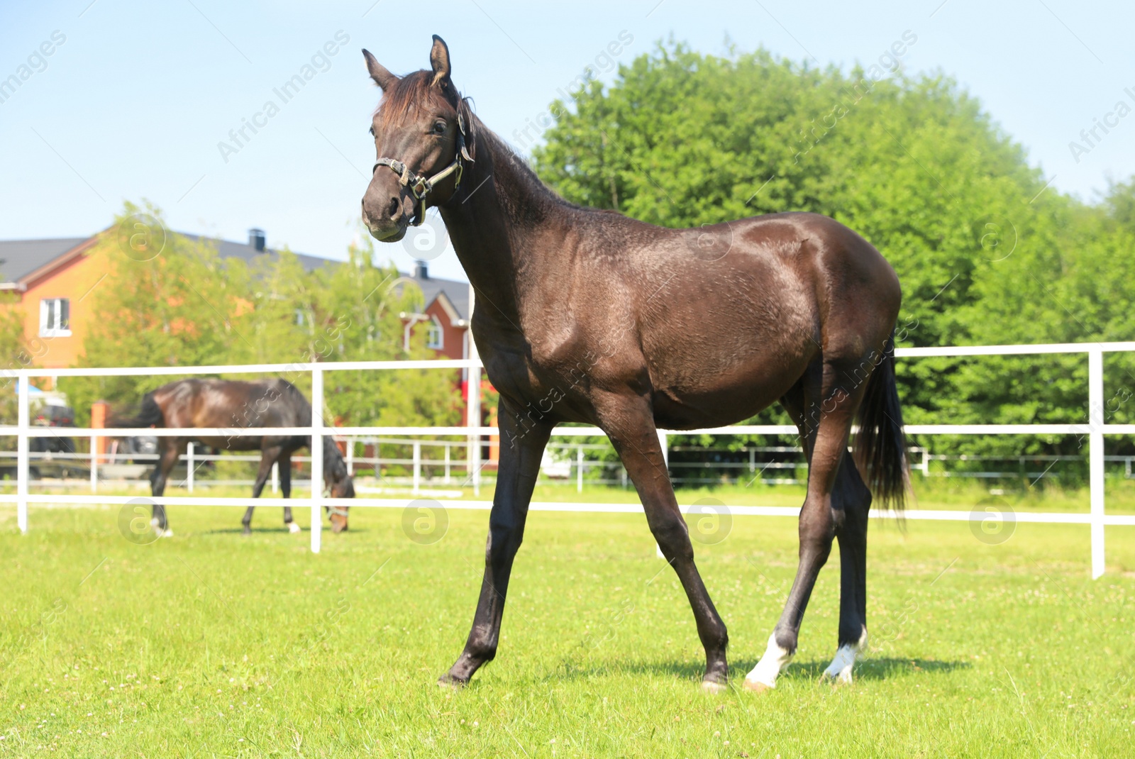 Photo of Dark bay horse in paddock on sunny day. Beautiful pet