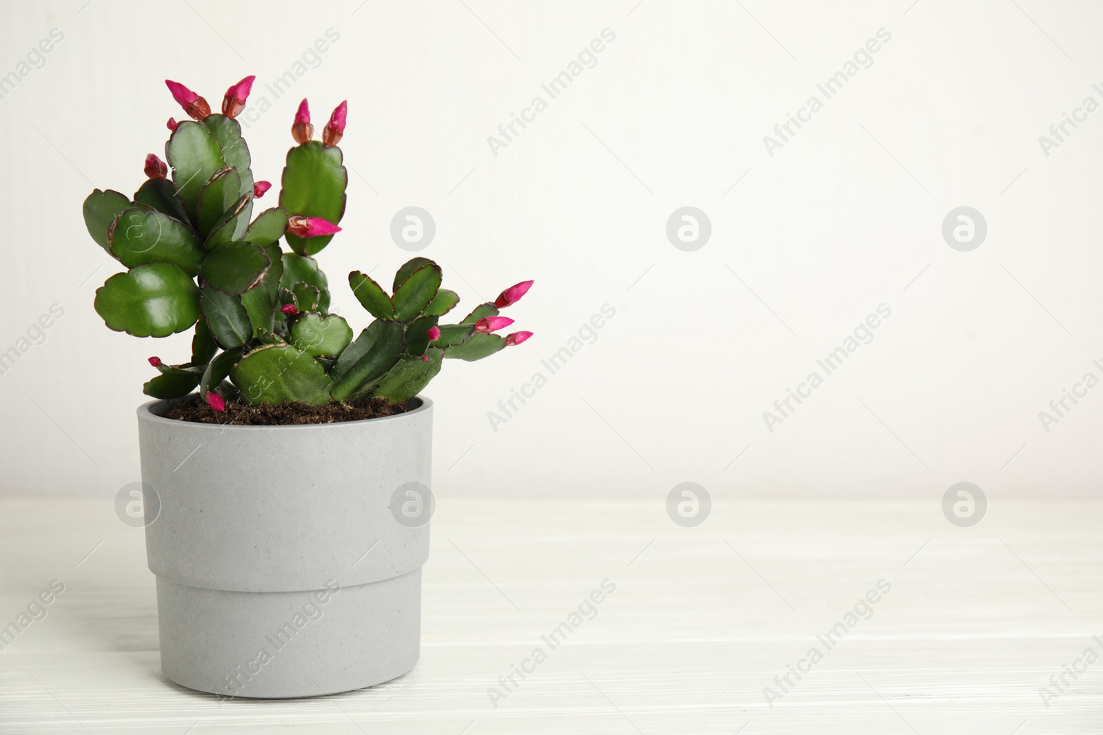 Photo of Beautiful blooming Schlumbergera (Christmas or Thanksgiving cactus) on white wooden table. Space for text