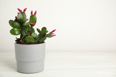 Photo of Beautiful blooming Schlumbergera (Christmas or Thanksgiving cactus) on white wooden table. Space for text