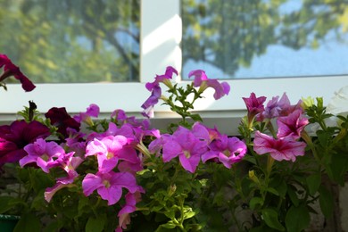 Different beautiful blooming petunias near window outdoors