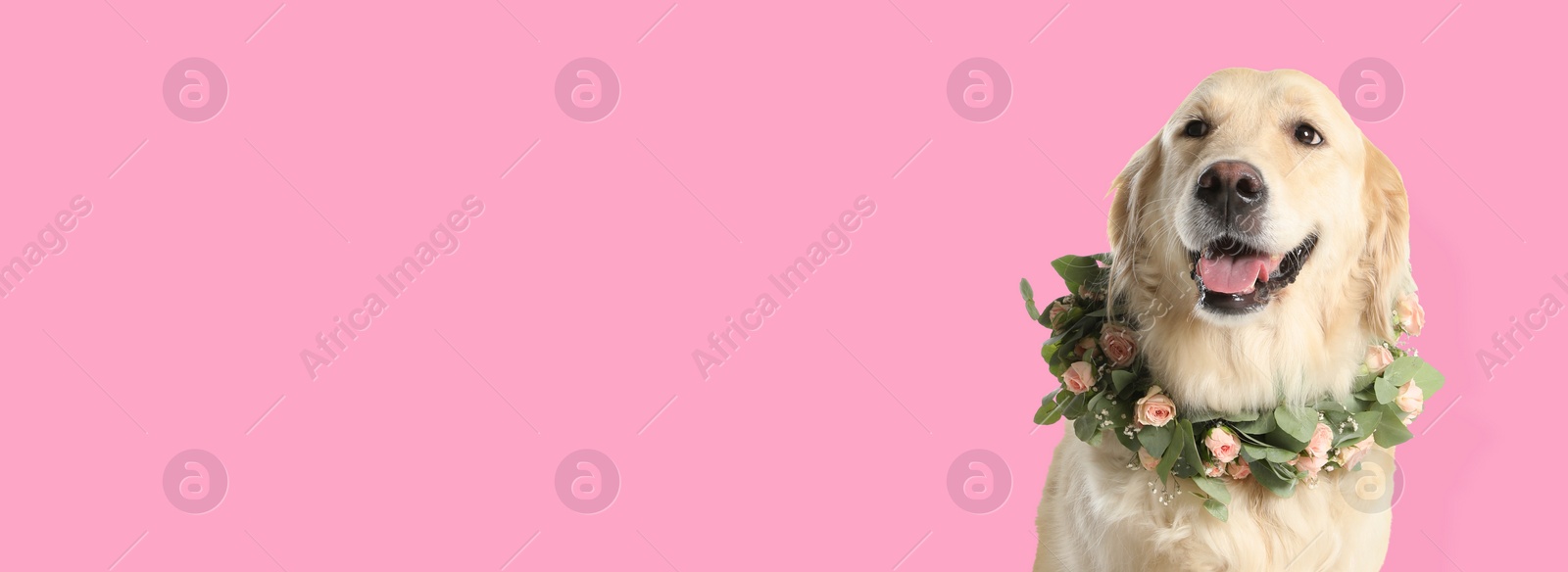 Image of Happy pet. Cute golden Retriever dog with wreath of flowers smiling on pink background, space for text. Banner design