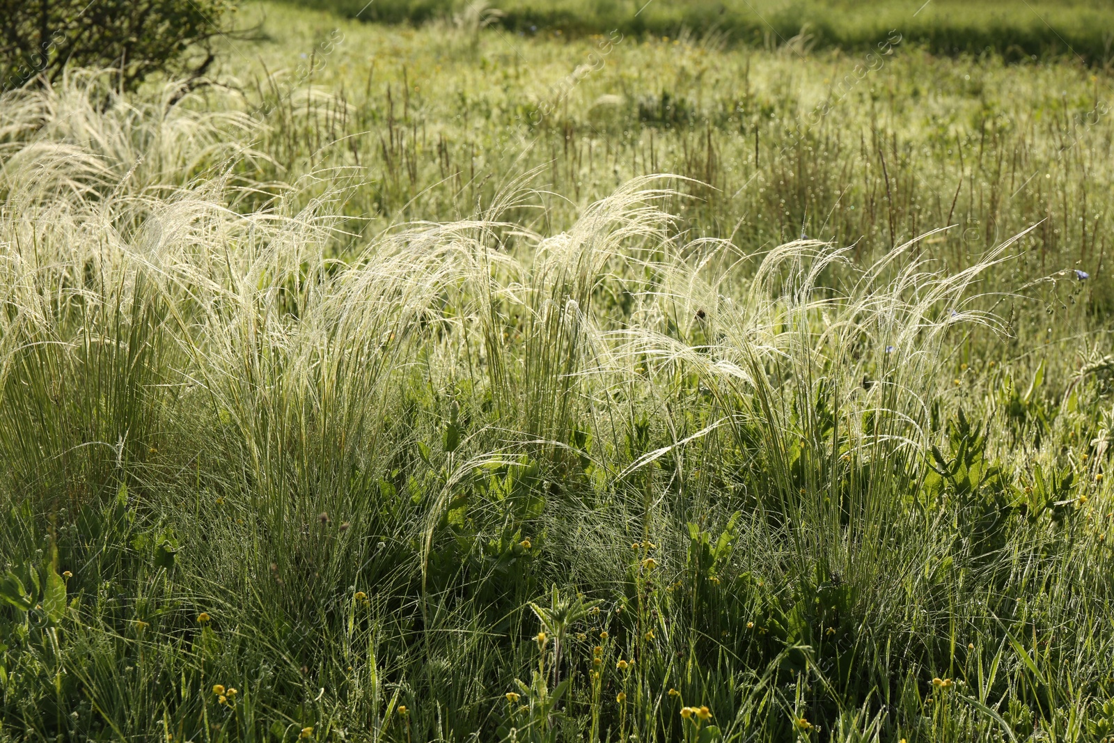 Photo of Beautiful flowers growing in meadow on sunny day