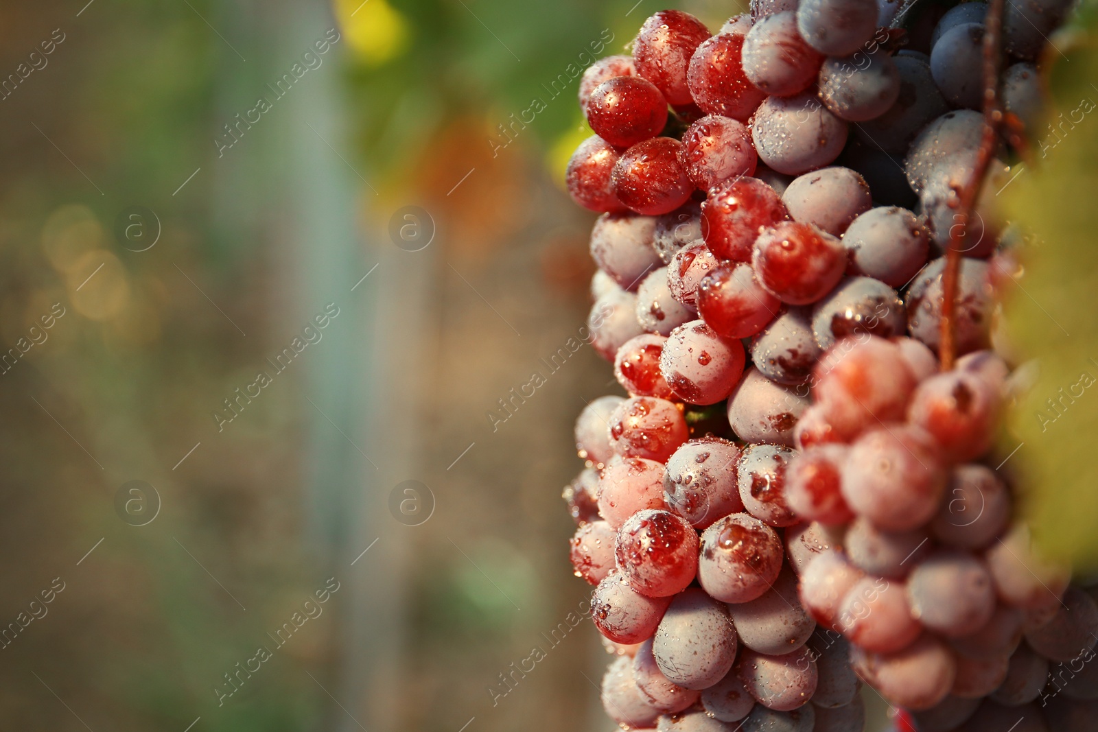 Photo of Bunches of grapes growing in vineyard on sunny day. Wine production