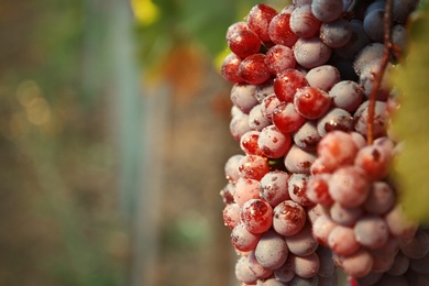 Photo of Bunches of grapes growing in vineyard on sunny day. Wine production