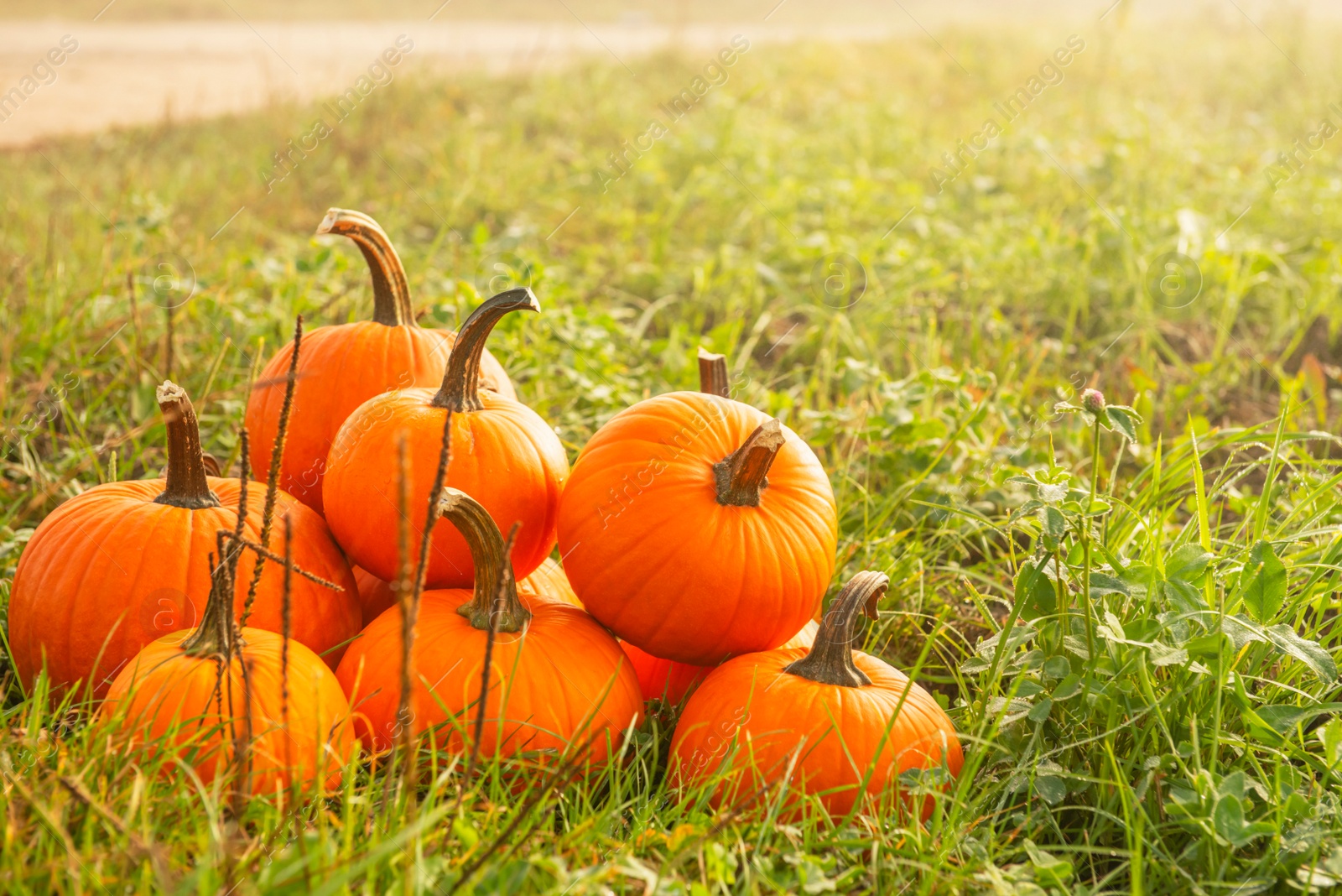 Photo of Many ripe orange pumpkins on green grass outdoors, space for text