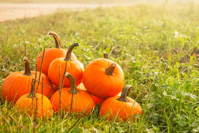 Many ripe orange pumpkins on green grass outdoors, space for text