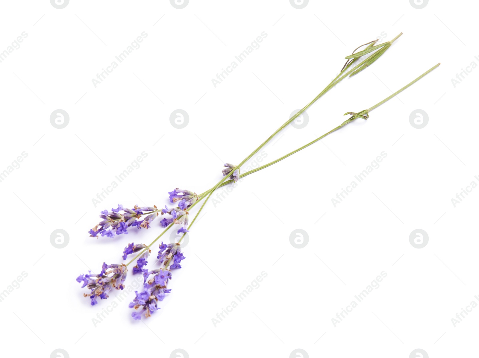 Photo of Beautiful blooming lavender flowers on white background