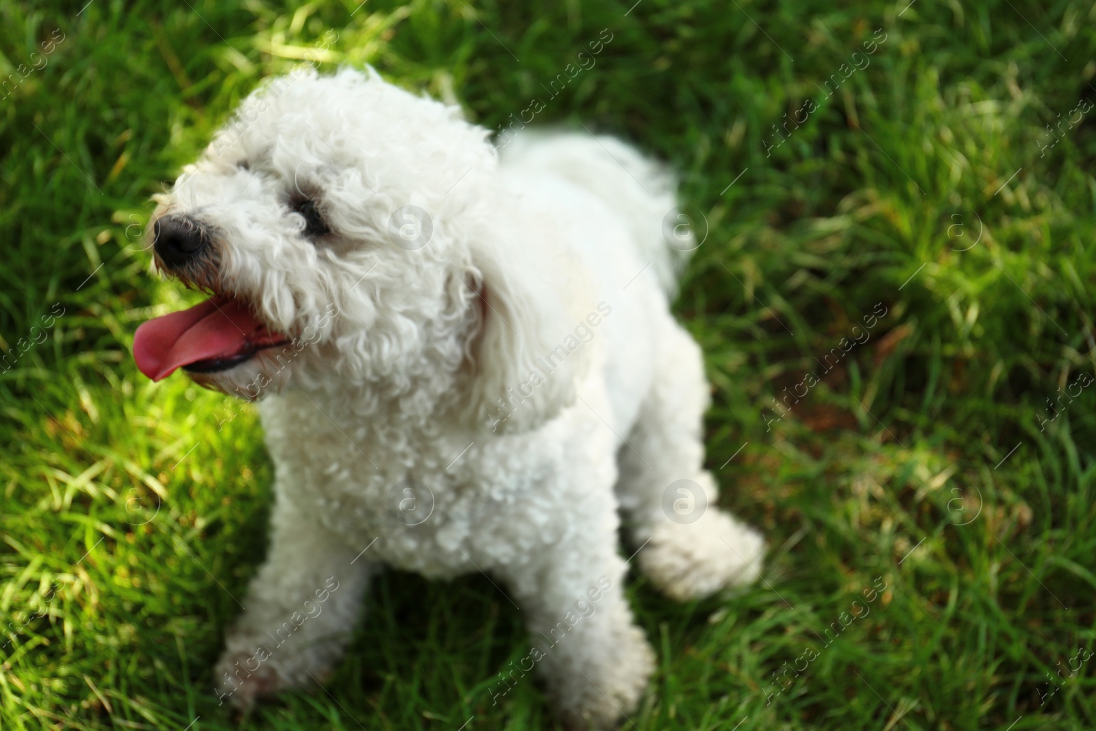 Photo of Cute fluffy Bichon Frise dog on green grass in park. Space for text