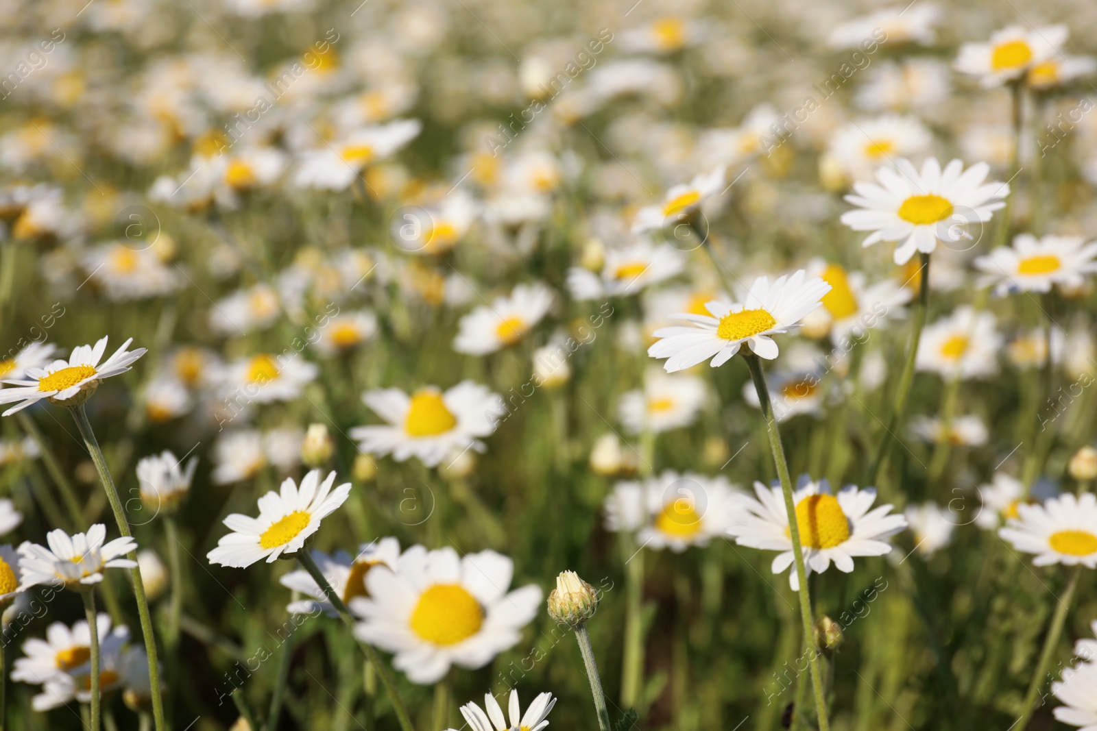 Photo of Closeup view of beautiful chamomile field on sunny day