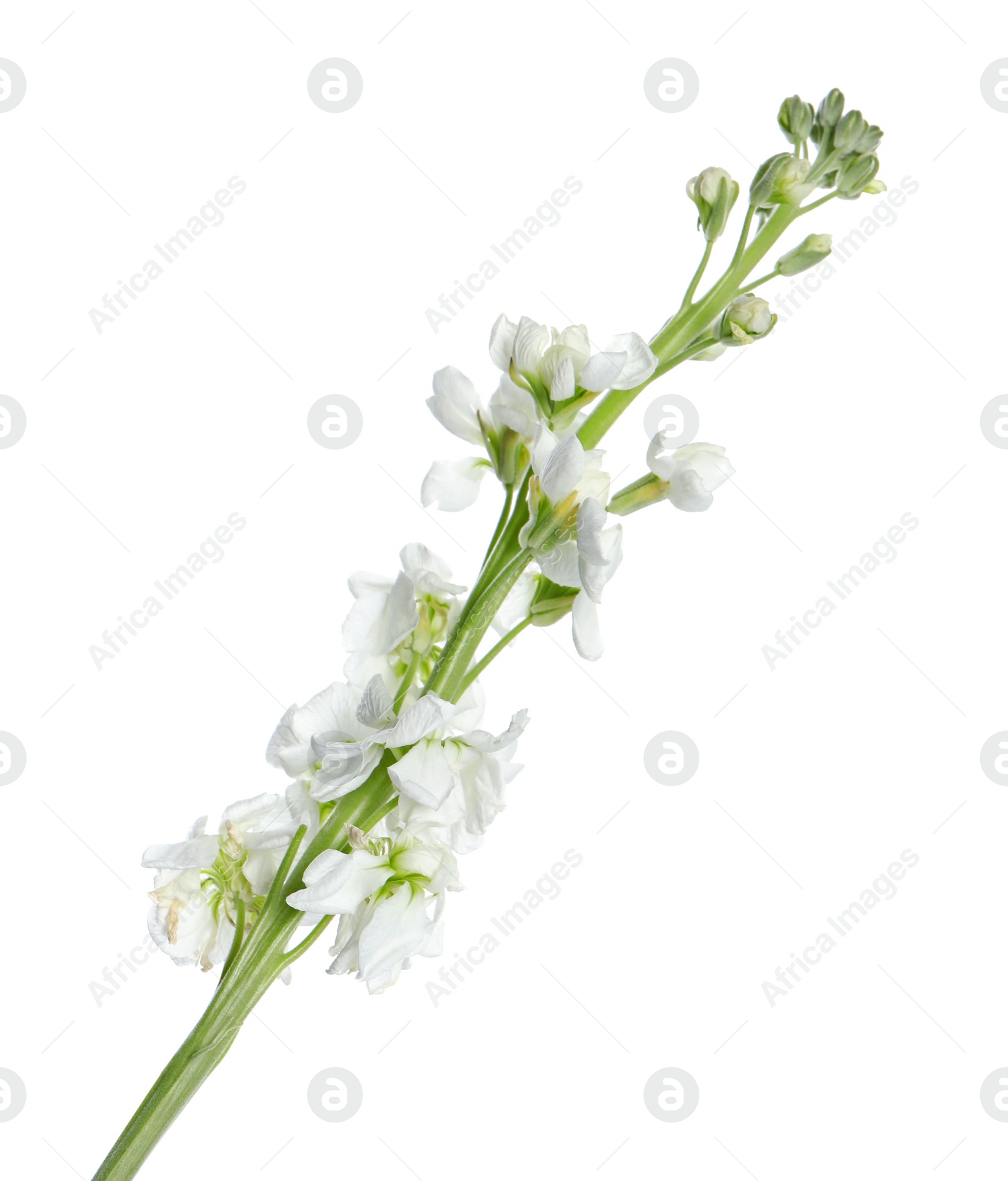 Photo of Beautiful stock flowers with tender petals isolated on white
