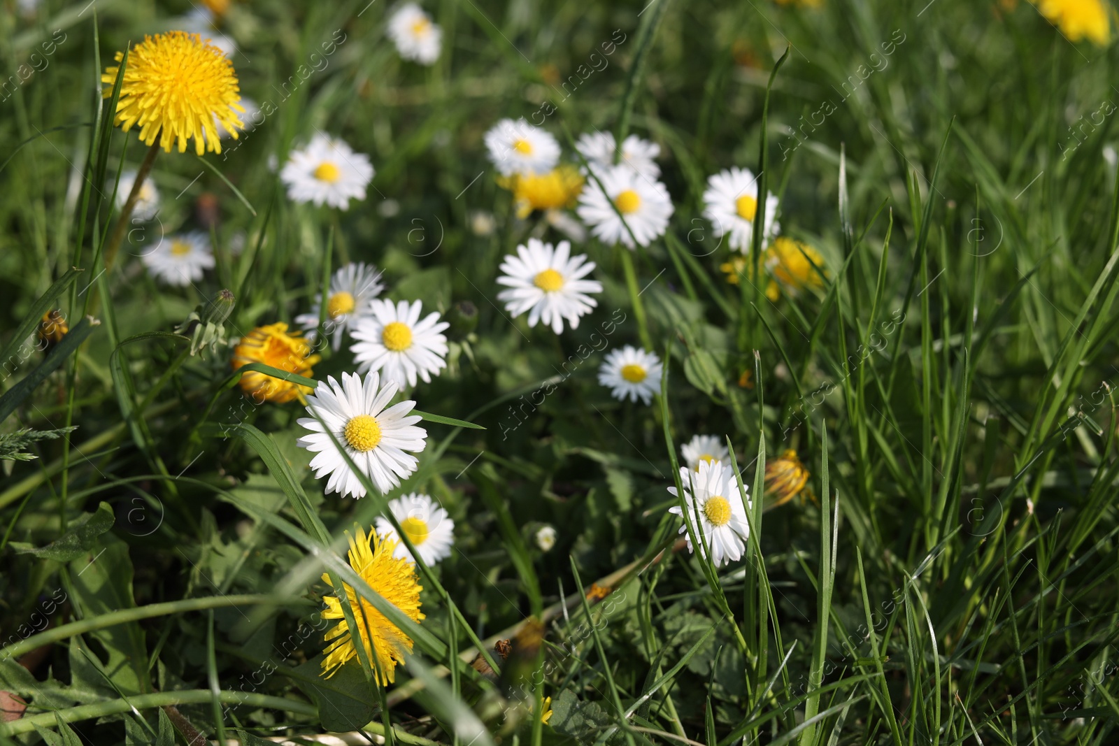 Photo of Beautiful bright yellow dandelions and chamomile flowers in green grass on sunny day, closeup