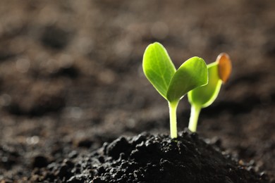 Young vegetable seedlings growing in soil outdoors, space for text