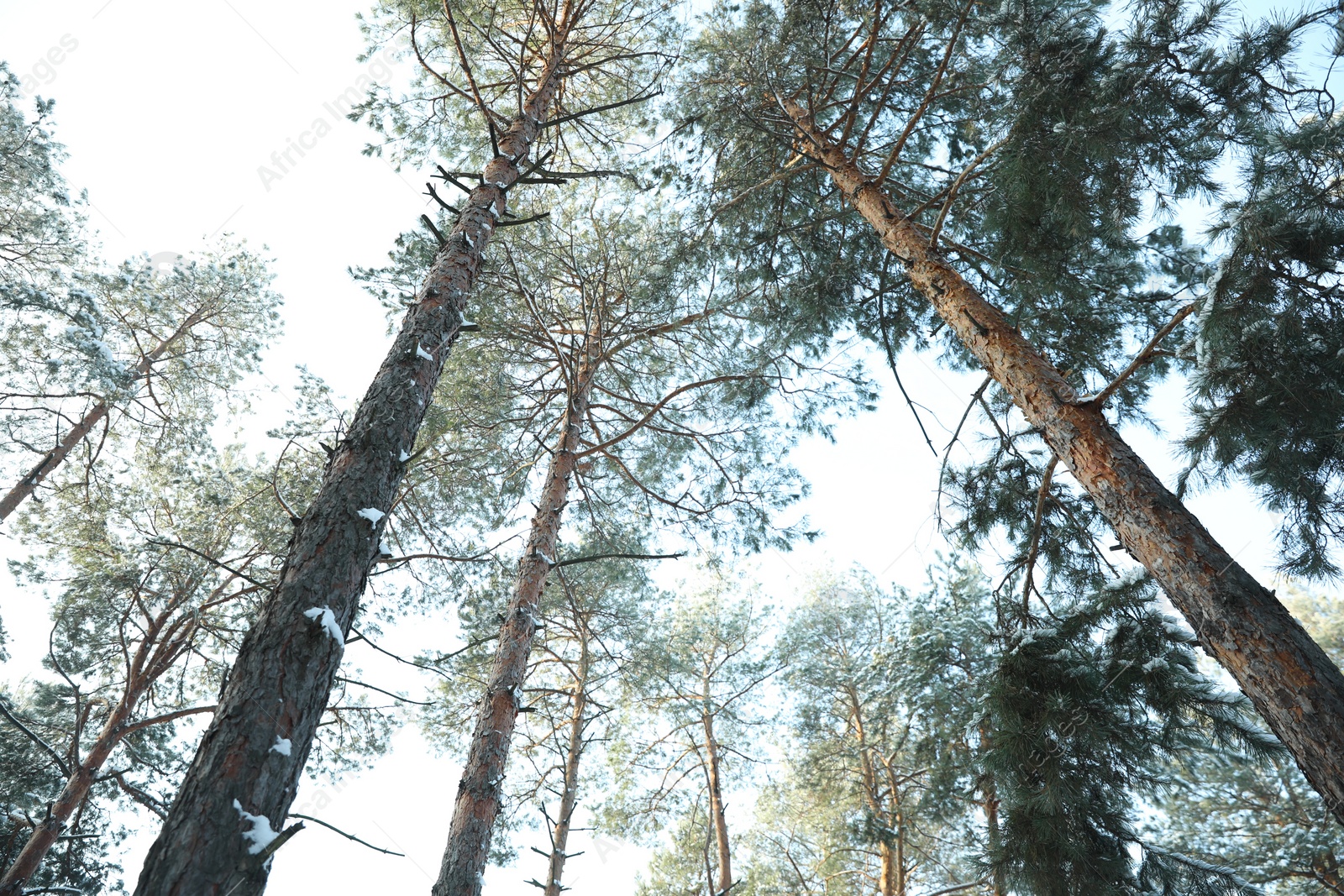 Photo of Beautiful view on sky through coniferous tree branches