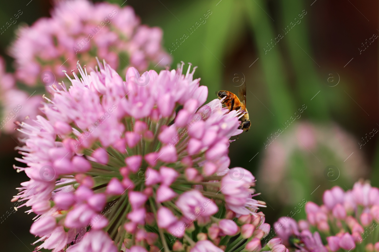 Photo of Honeybee collecting pollen from beautiful flower outdoors, closeup