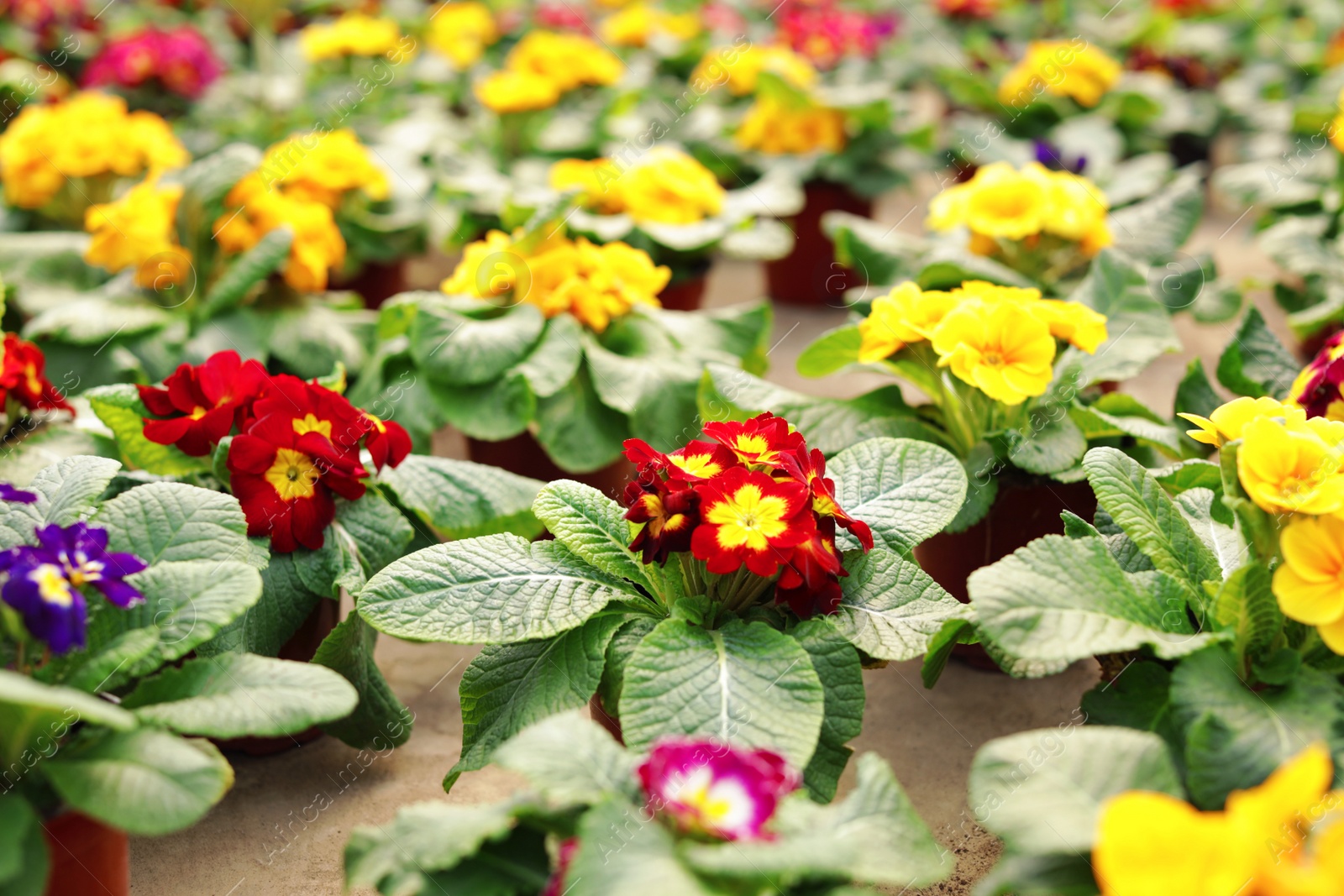 Photo of Many blooming flowers in pots on table. Home gardening