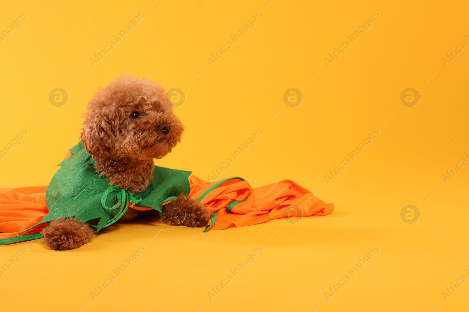 Photo of Happy Halloween. Cute Maltipoo dog dressed in costume on orange background, space for text
