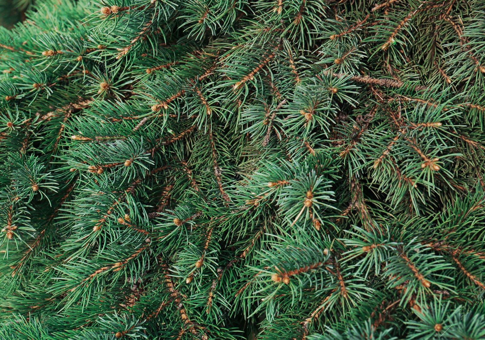 Photo of Beautiful branches of coniferous tree, closeup view