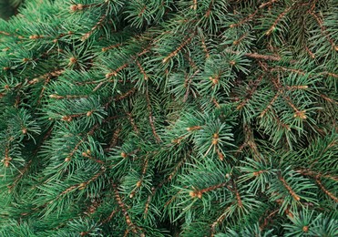 Photo of Beautiful branches of coniferous tree, closeup view