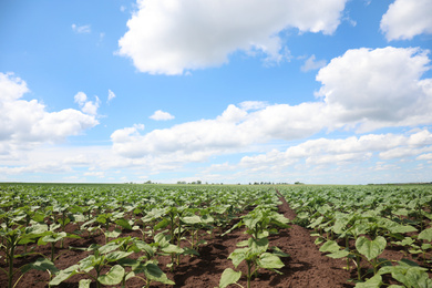 Agricultural field with young sunflower plants on sunny day