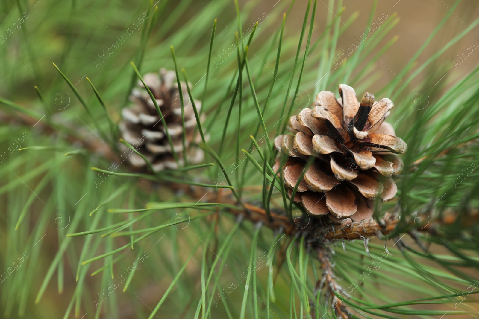 Photo of Cones growing on pine branch outdoors, closeup