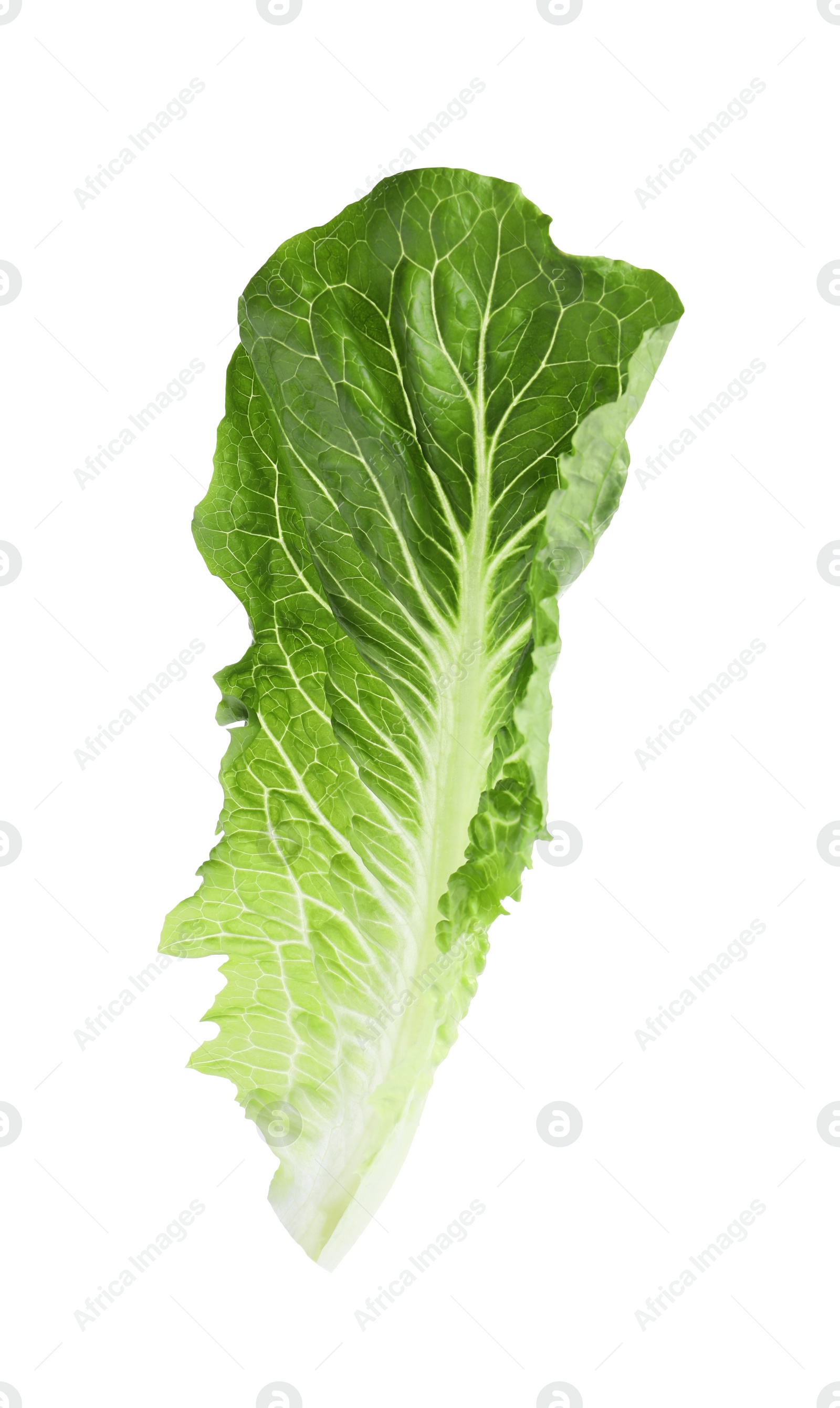 Photo of Fresh leaf of green romaine lettuce isolated on white