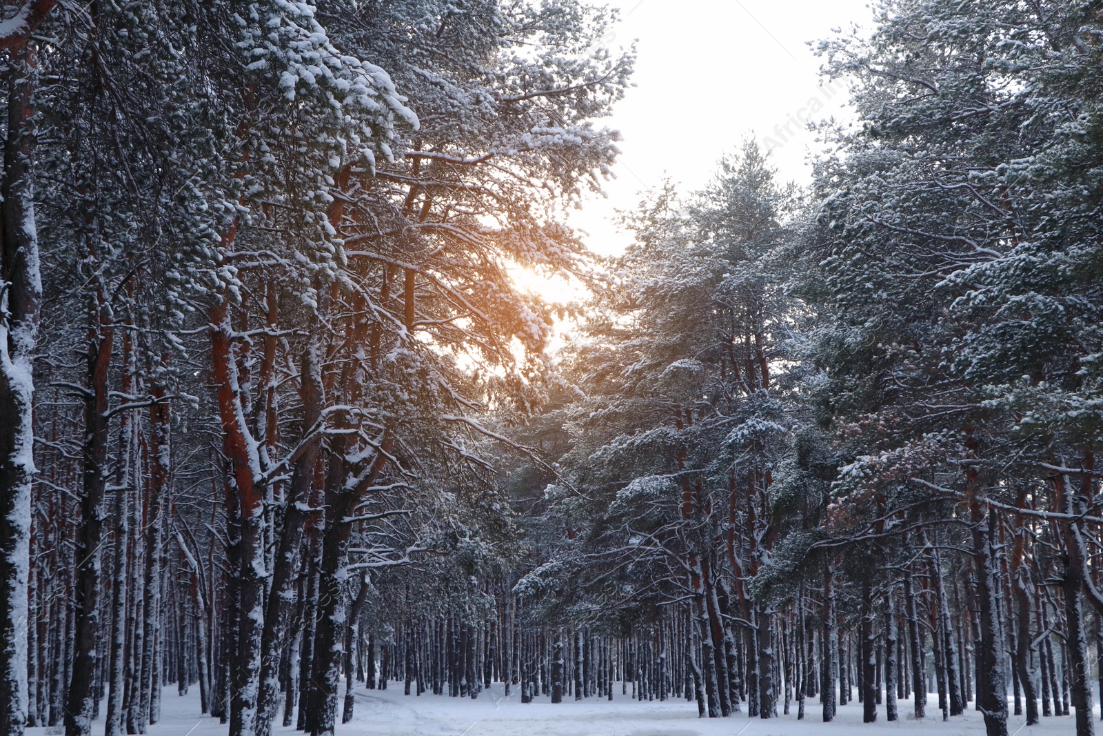 Photo of Picturesque view of beautiful snowy forest in winter morning