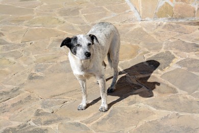 Photo of Lonely stray dog on stone surface outdoors. Homeless pet