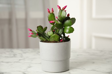 Photo of Beautiful blooming Schlumbergera (Christmas or Thanksgiving cactus) in pot on white marble table indoors