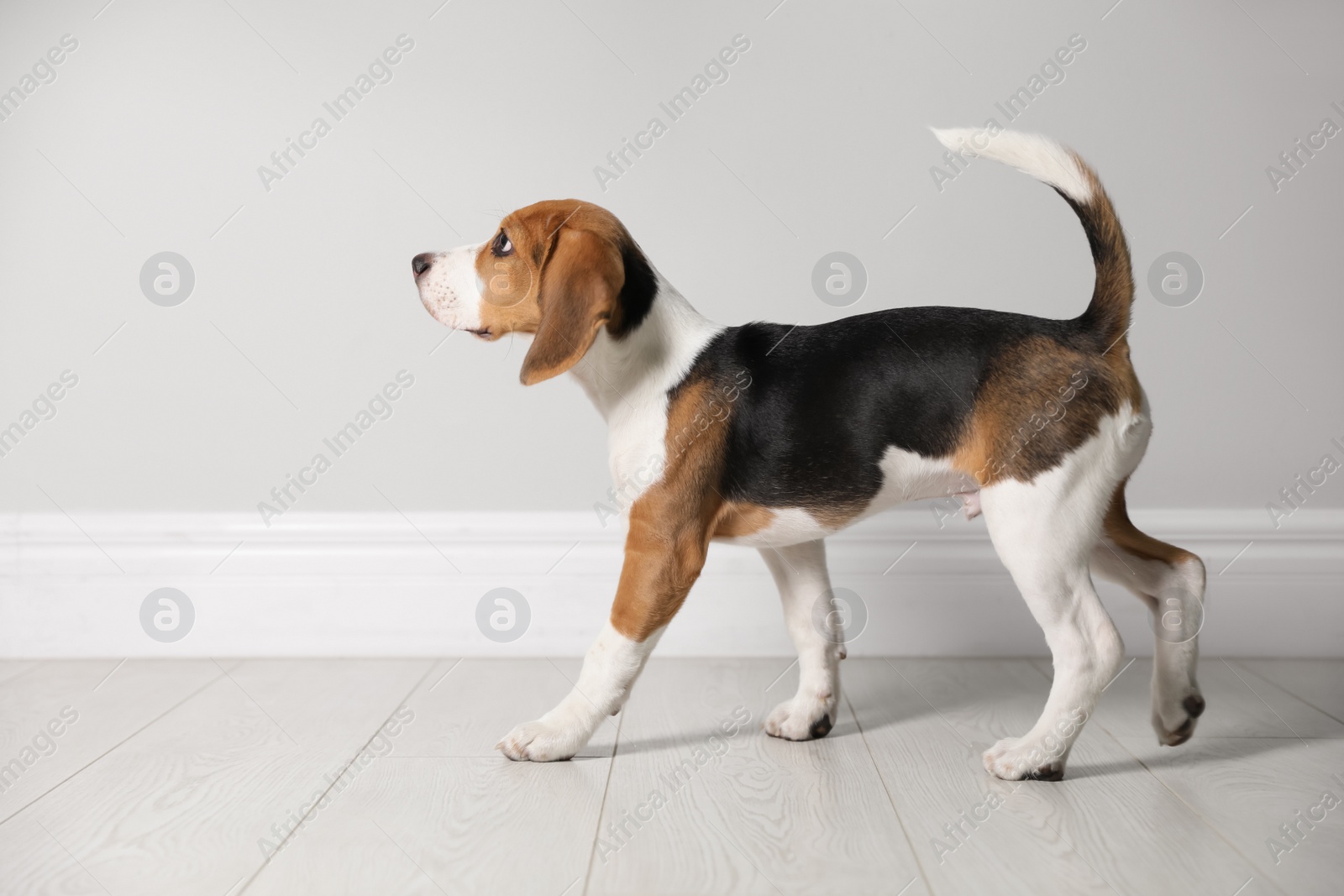 Photo of Cute Beagle puppy near light wall indoors. Adorable pet