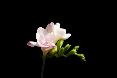 Photo of Beautiful tender freesia flower on black background