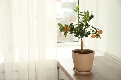 Potted citrus tree on table near window indoors. Space for text