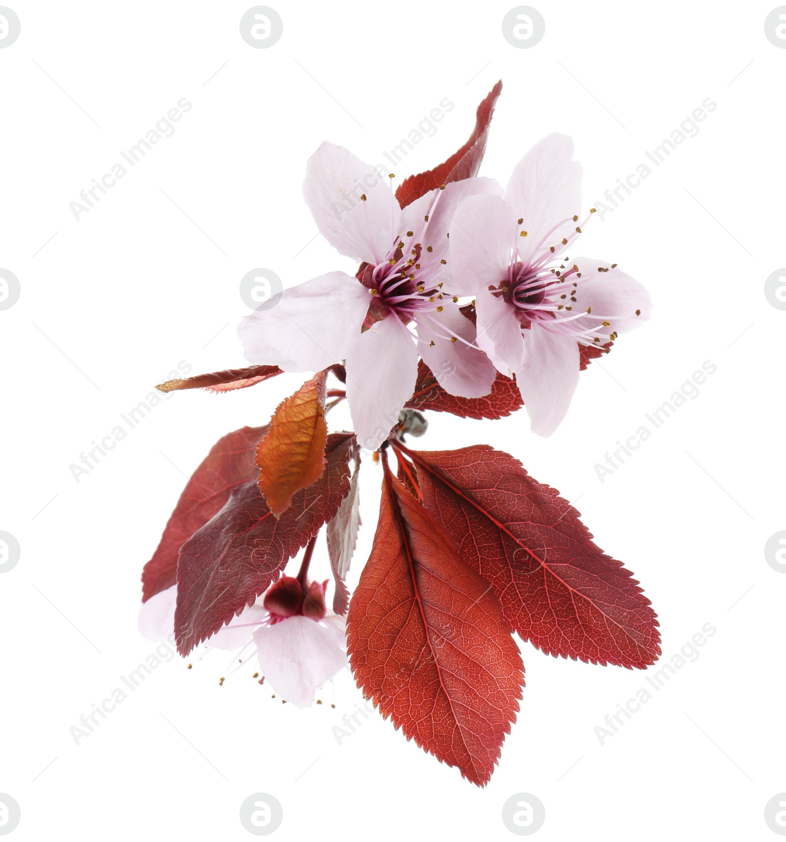 Photo of Beautiful spring tree blossoms isolated on white