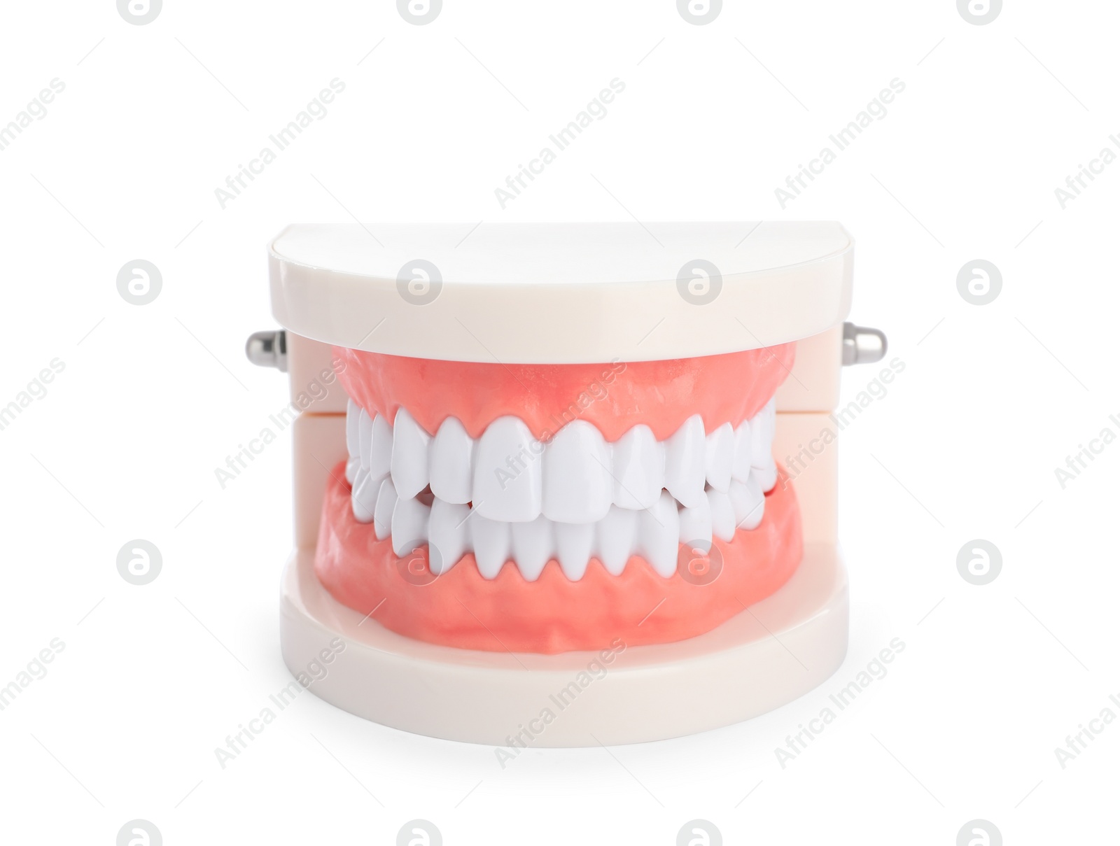 Photo of Educational dental typodont model isolated on white