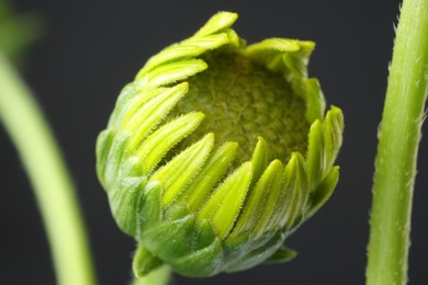 Photo of One beautiful flower against black background, macro