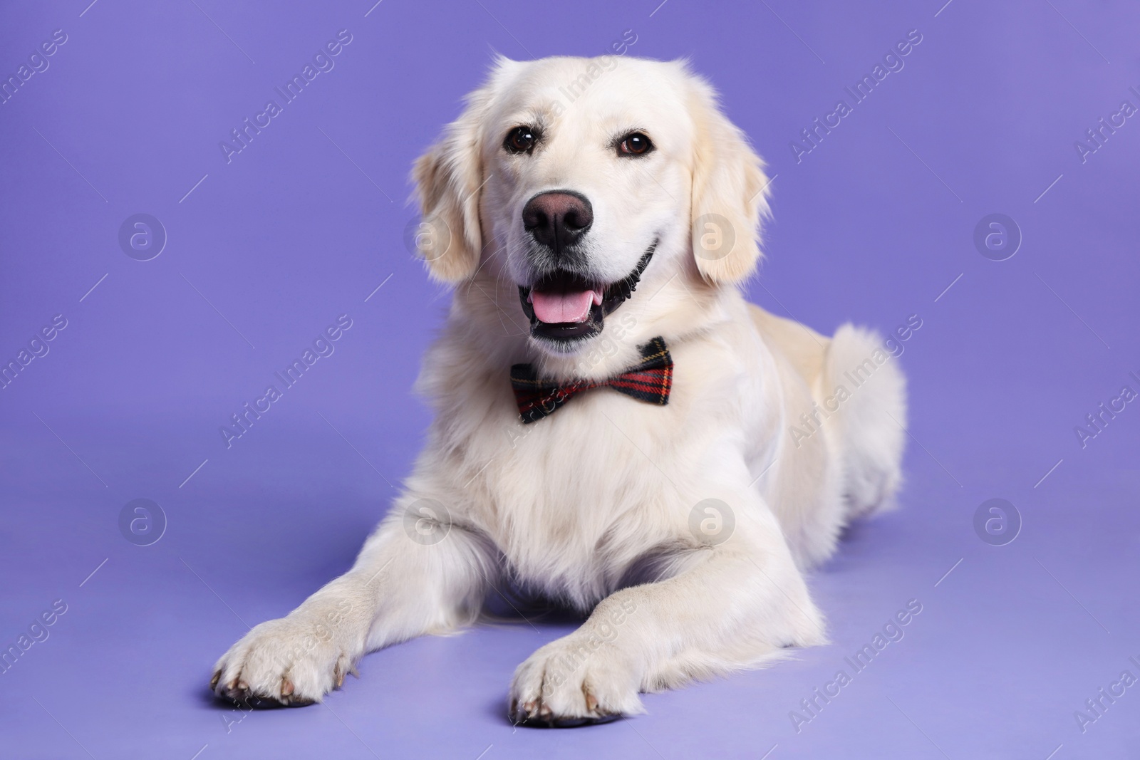 Photo of Cute Labrador Retriever with stylish bow tie on purple background