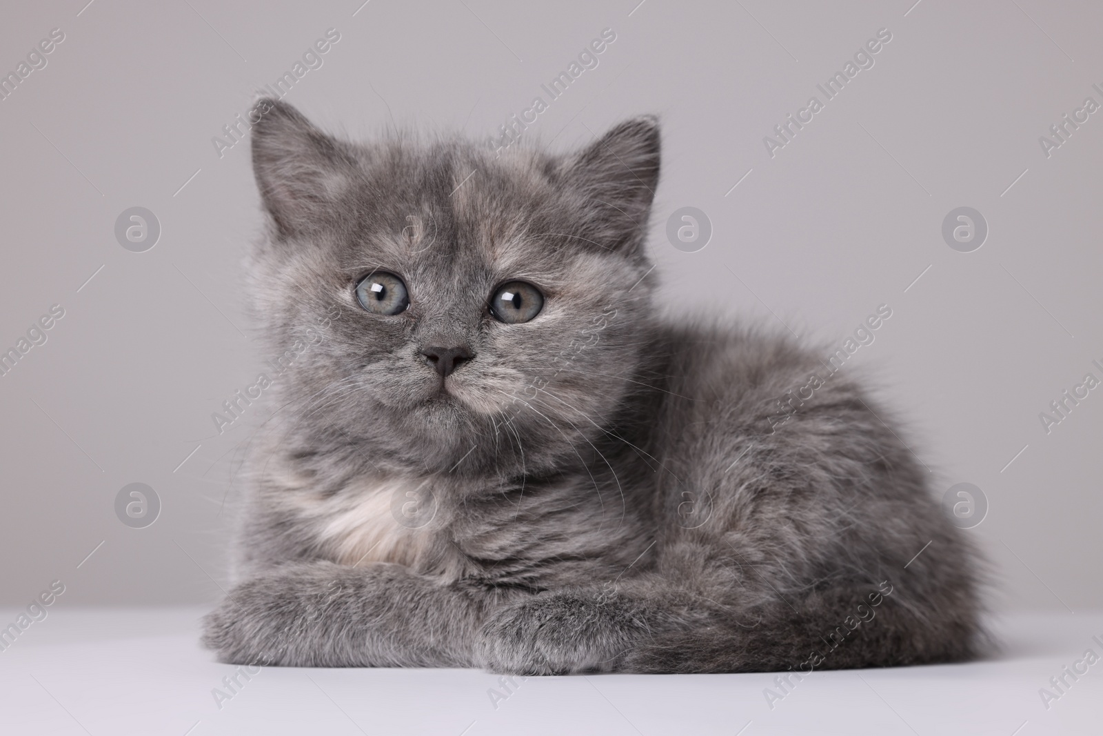 Photo of Cute little grey kitten lying on white background