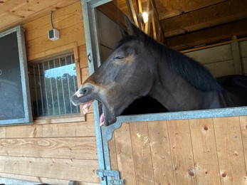 Adorable horse in stable. Lovely domesticated animal