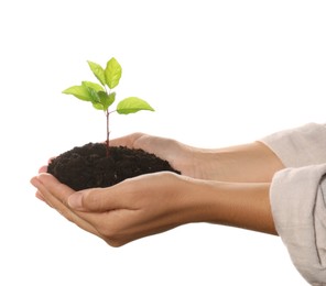Woman holding soil with young green seedling on white background, closeup. Planting tree