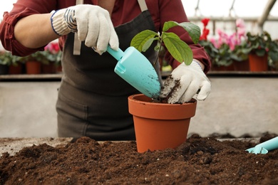 Photo of Woman potting seedling in greenhouse, closeup. Home gardening