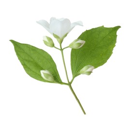 Photo of Branch of jasmine flower, buds and leaves isolated on white