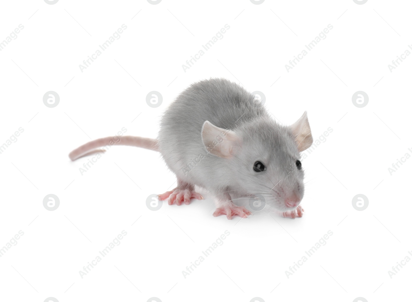 Photo of Small fluffy grey rat on white background